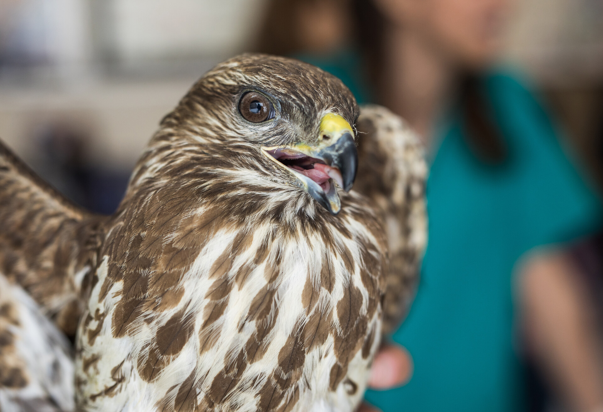 Close up of a peregrine falcon at veterinarian's office.